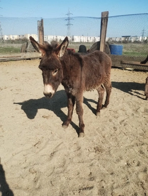 vand mascul  - imagine 3