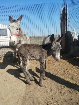 vând măgăriță  - imagine 2