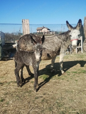 vând măgăriță  - imagine 3