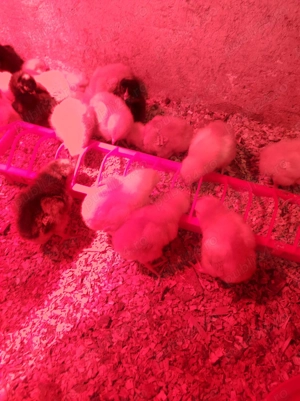 Pui de găină rasa mixta și carne - imagine 3