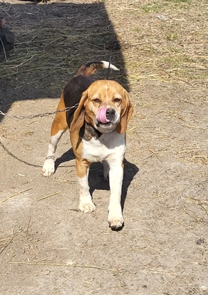 femelă beagle  - imagine 3