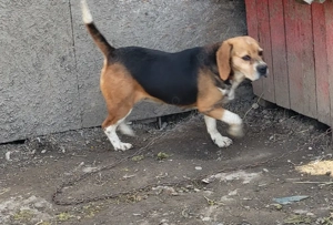 femelă beagle  - imagine 2