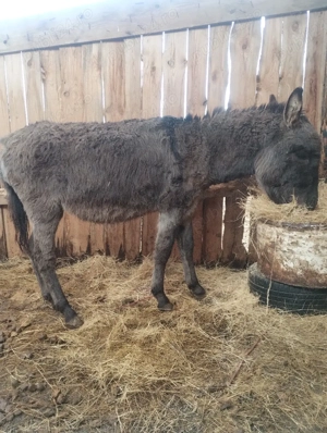 vând mascul - imagine 4