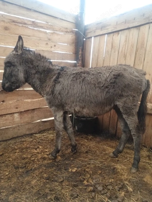 vând mascul - imagine 3