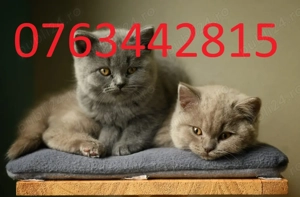 Donez pisici British - imagine 2