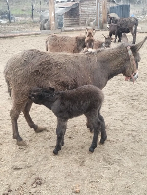 vând măgăriță  - imagine 4