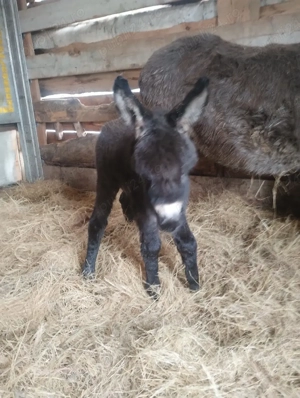 vând măgăriță  - imagine 3