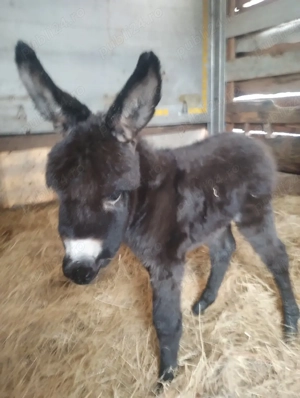 vând măgăriță  - imagine 2