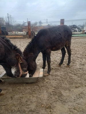 vând măgăriță  - imagine 2