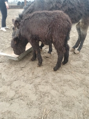 vând măgăriță  - imagine 3