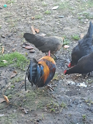 familie gainuse pitice  - imagine 2