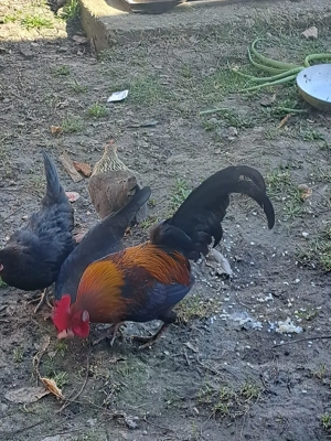 familie gainuse pitice  - imagine 3