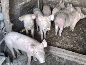 Purcei de casa - imagine 2