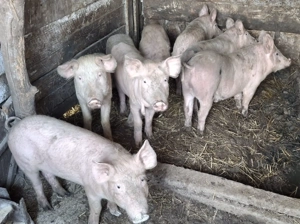 Purcei de casa - imagine 3