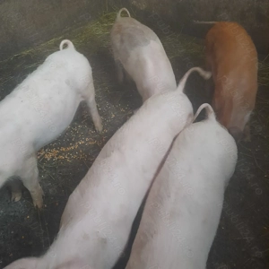 Purcei de vanzare  - imagine 2