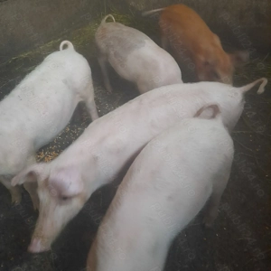 Purcei de vanzare  - imagine 3