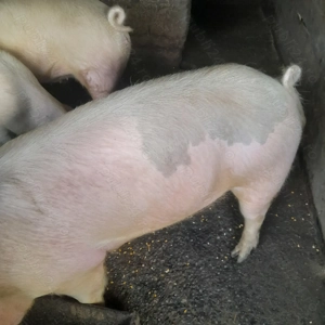 Porci de tara  - imagine 3