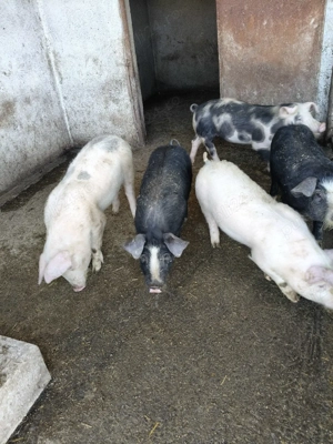 vand grasuni - imagine 3