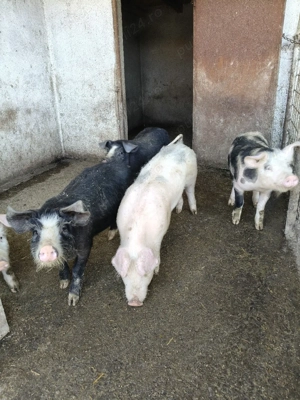 vand grasuni - imagine 2