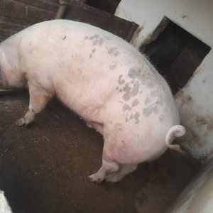 Porci de peste 300kg - imagine 2