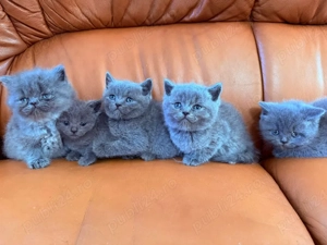 British shorthair blu!  - imagine 2
