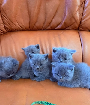 British shorthair blu!  - imagine 4