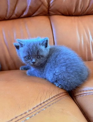 British shorthair blu!  - imagine 3