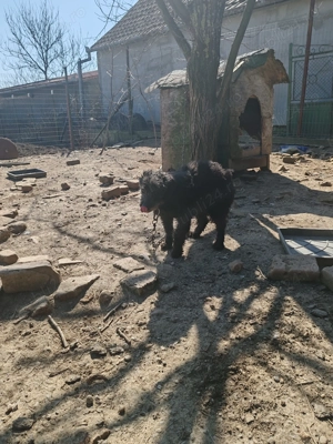 Vând o cățea de întors oile - imagine 2