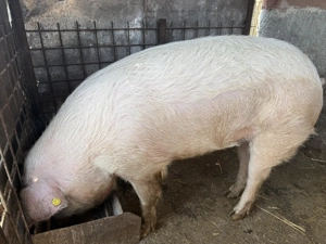 Vand porc 150 kg - imagine 3