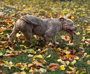 5 câini american bully 3 femele și 2 masculi  - imagine 3