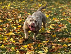 5 câini american bully 3 femele și 2 masculi  - imagine 2