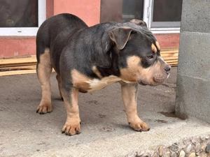 5 câini american bully 3 femele și 2 masculi  - imagine 4