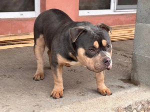 5 câini american bully 3 femele și 2 masculi  - imagine 5