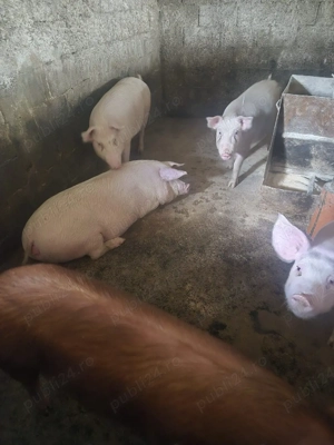 grasuni porci de vanzare  - imagine 2