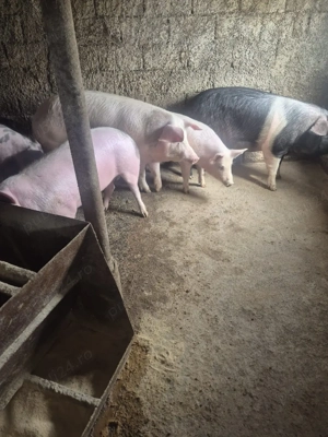 grasuni porci de vanzare  - imagine 4