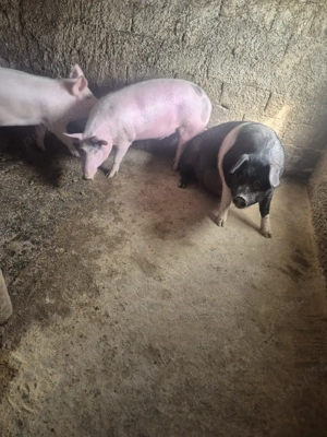 grasuni porci de vanzare  - imagine 3