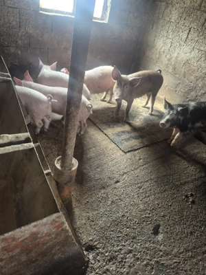 purceii grasuni de vânzare  - imagine 2