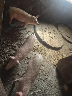 purceii grasuni de vânzare  - imagine 3