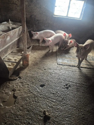 purceii grasuni de vânzare  - imagine 5