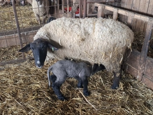 vand   oi sufolk  cu miei langa ele.