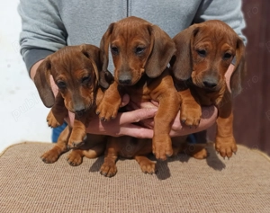 Baieti teckel standard - imagine 3