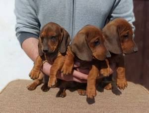 Baieti teckel standard - imagine 2