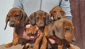 Baieti teckel standard - imagine 4