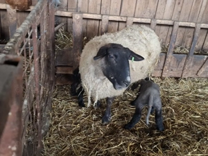 vand   oi sufolk  cu miei langa ele. - imagine 4