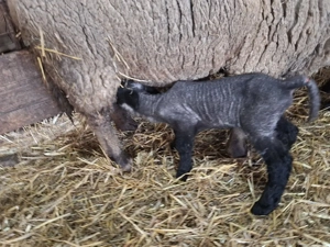 vand   oi sufolk  cu miei langa ele. - imagine 6