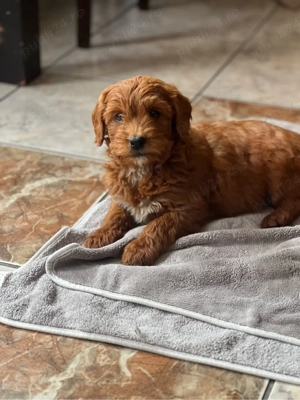 Pui Goldendoodle F1b   băiat și fată, vaccinați, disponibili imediat - imagine 5