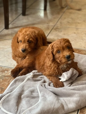 Pui Goldendoodle F1b   băiat și fată, vaccinați, disponibili imediat - imagine 4