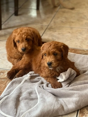 Pui Goldendoodle F1b   băiat și fată, vaccinați, disponibili imediat - imagine 2