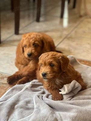 Pui Goldendoodle F1b   băiat și fată, vaccinați, disponibili imediat - imagine 3
