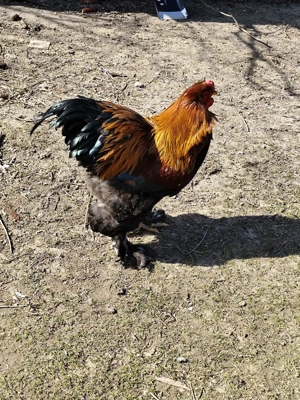 caută altă casă  - imagine 4